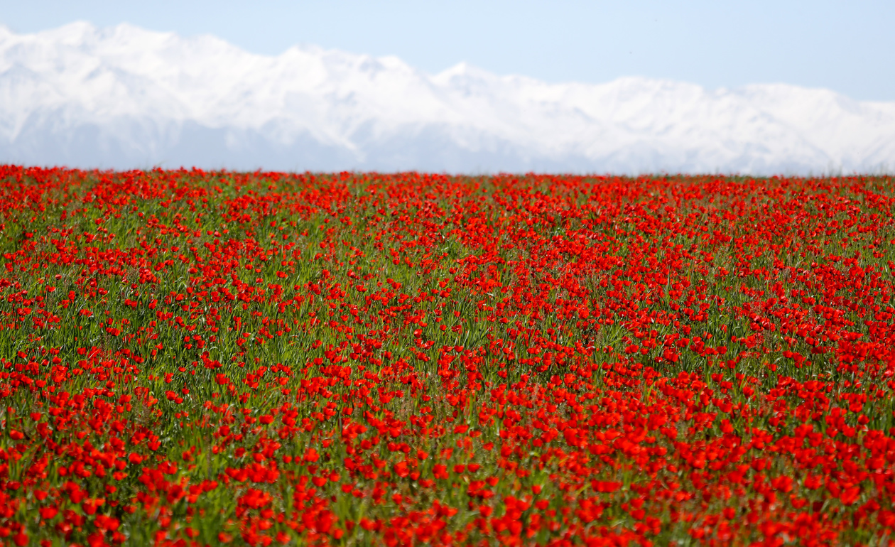 En Leninskoye, a unos 25 kilómetros de Bishkek, Kirguistán, está este campo de amapolas rojas.