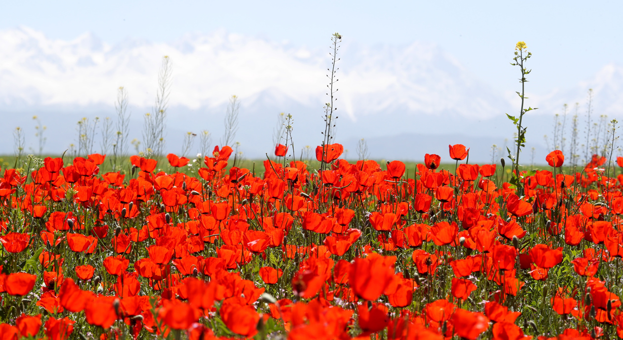 Así florecen las amapolas en Kirguistán.