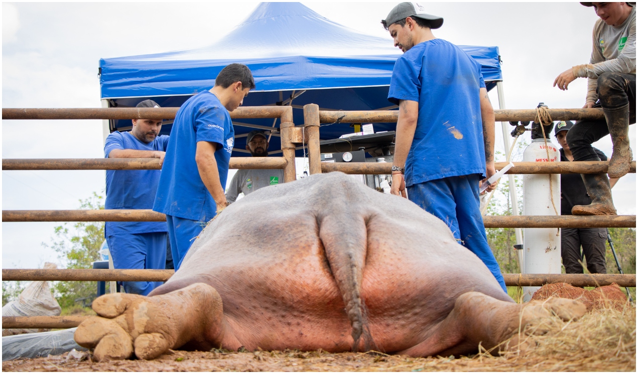 La hipopótama operada.