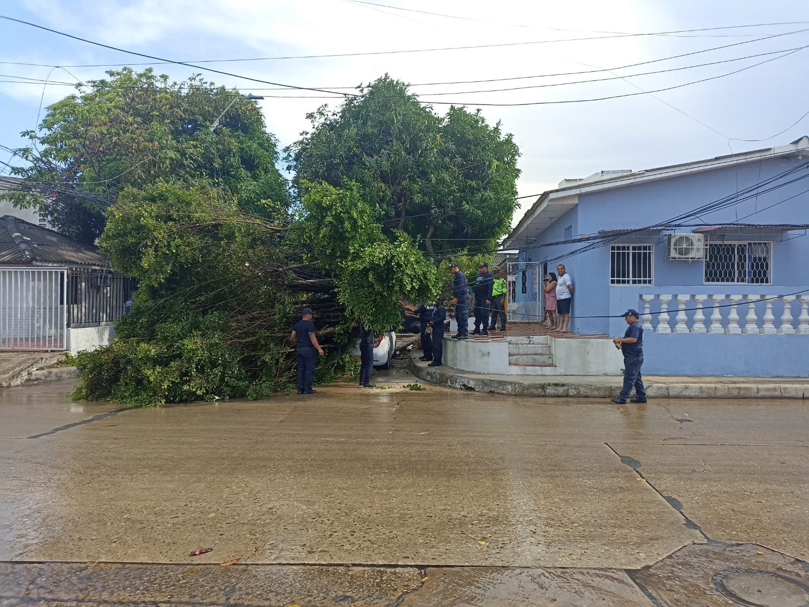 Frondoso árbol cayó sobre vehículo