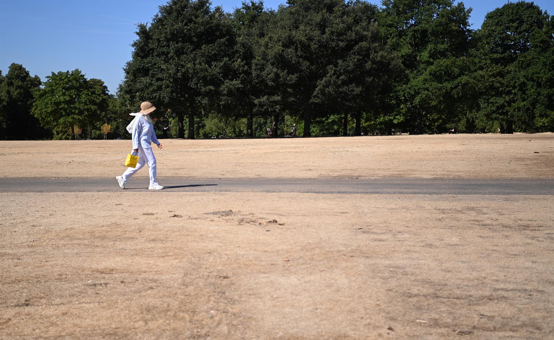 Una mujer camina por un Hyde Park inusualmente reseco en Londres, Reino Unido