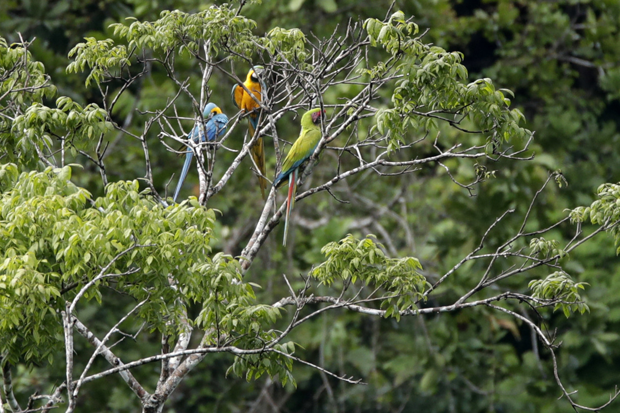 Nidos artificiales para salvar a la guacamaya verde en los bosques de Panamá.