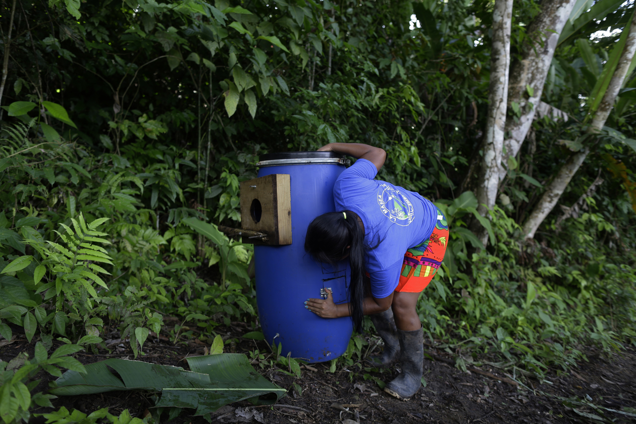 La indígena embera Griselda Grajales, de 24 años, miembro de la ONG Adopa, mientras revisa un nido artificial para guacamayas verdes.