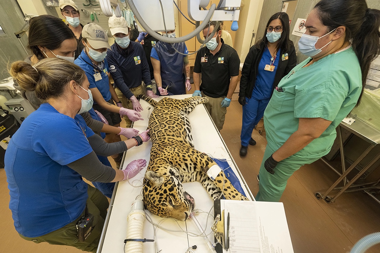 Un jaguar, de 18 años, durante una revisión médica en la clínica de animales en Miami, Estados Unidos.