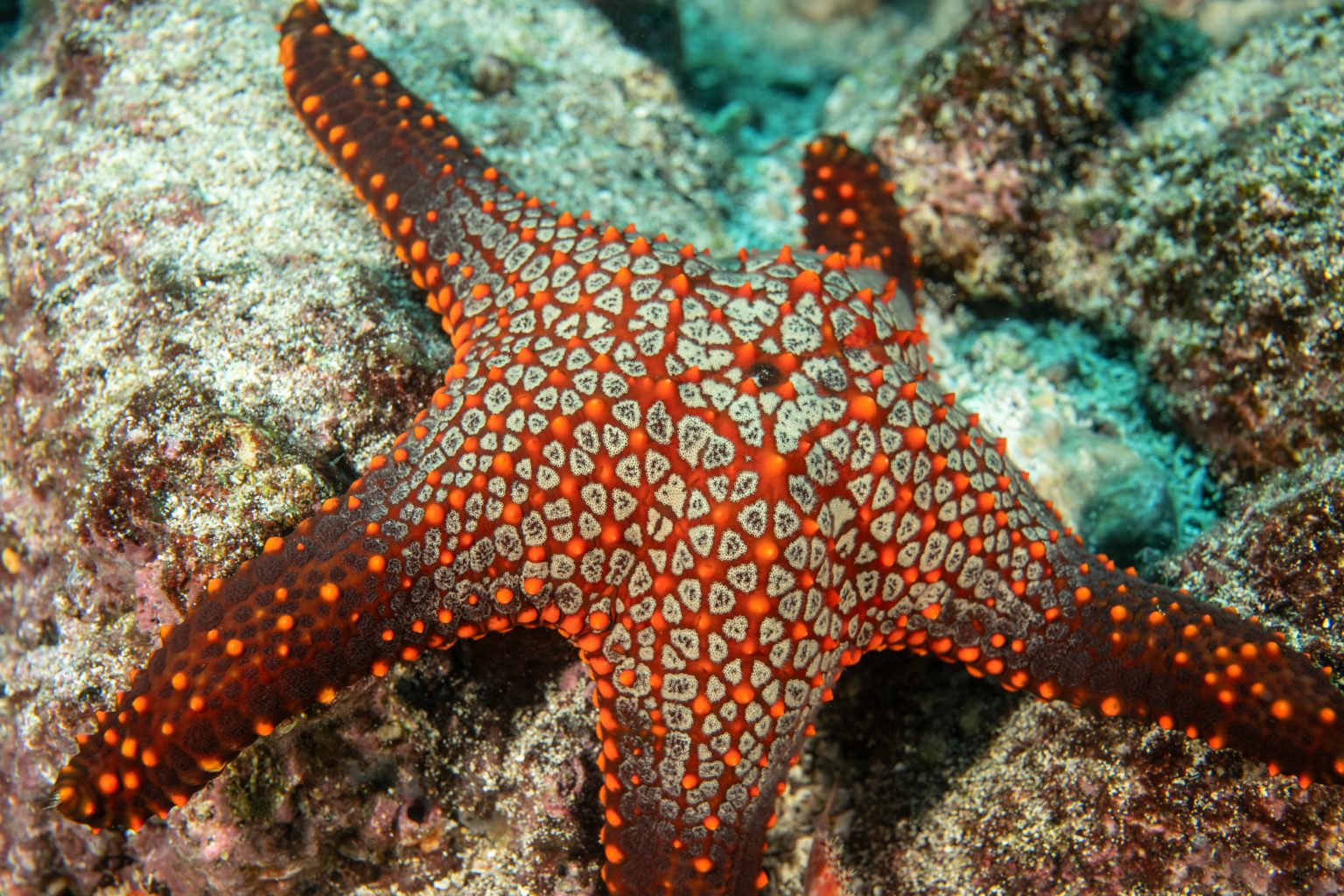 Estrella de mar cojín de Panamá en la isla Isabela