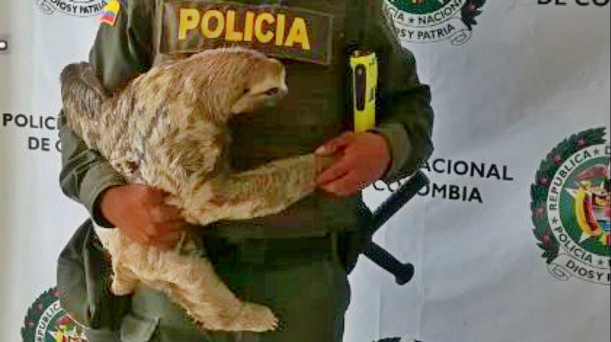 Este fue el oso perezoso rescatado por la Policía Ambiental del Atlántico.