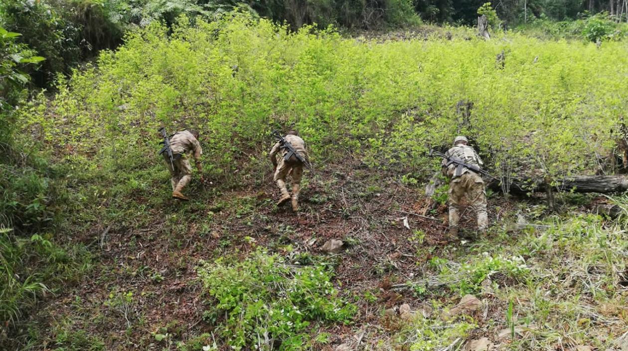 Personal del Ejército erradica manualmente matas de coca.
