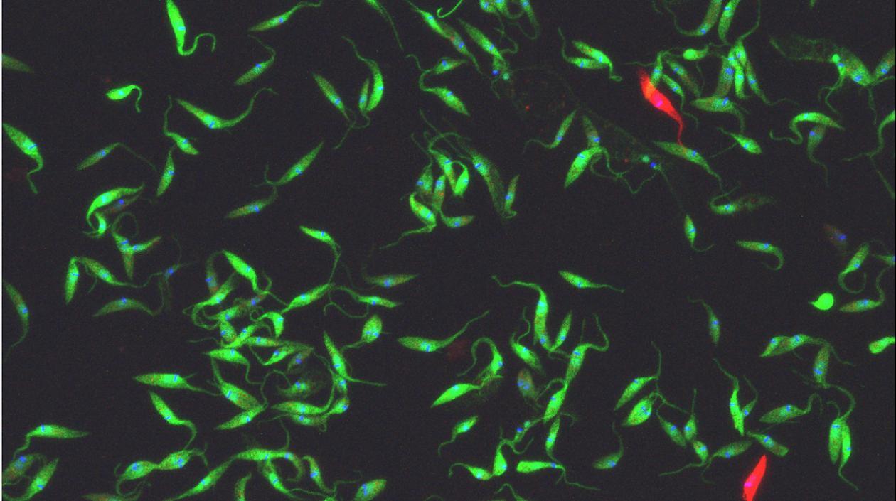 Imagen microscópica del parásito Trypanosoma cruzi que causa la enfermedad de Chagas.