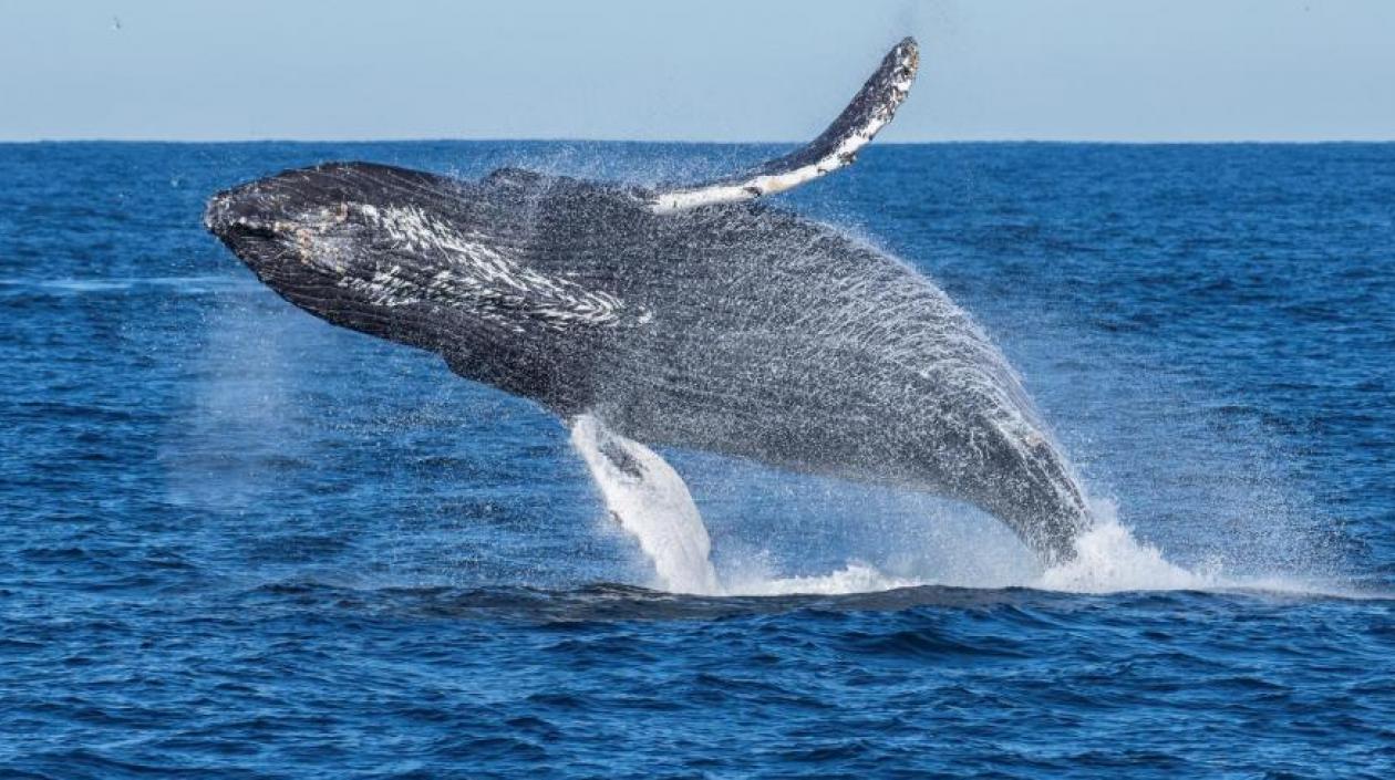 Ballenas barbadas gigantes comen una media de tres veces más alimento al año de lo que los científicos habían calculado anteriormente.