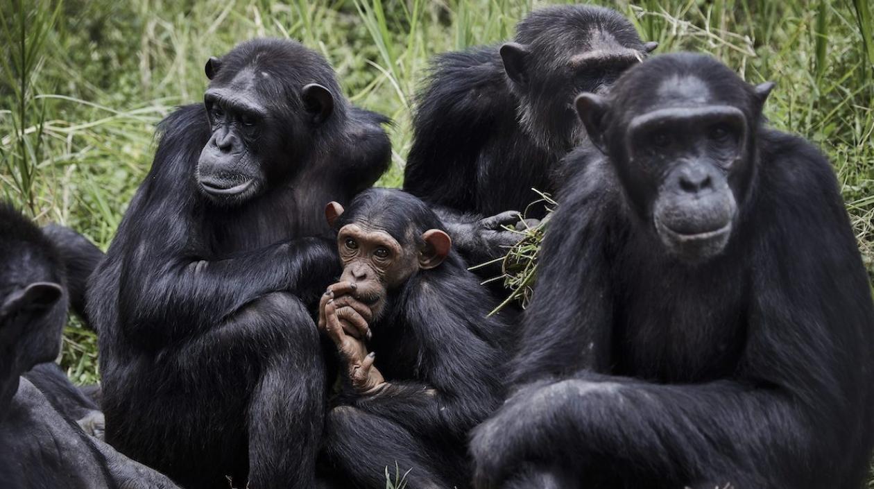 Investigación se llevó a cabo en cinco grupos de chimpancés.