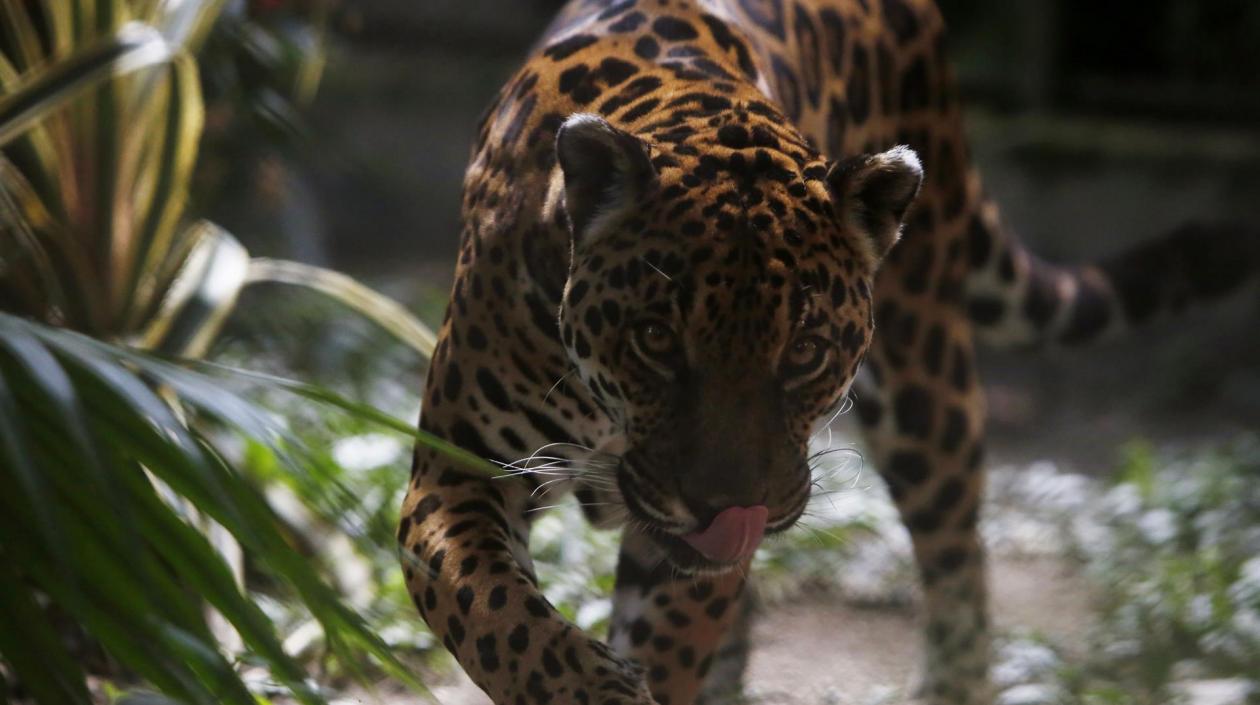 Jaguar, especie de felino que vive en Colombia. 