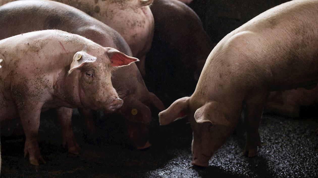Cerdos permanecen en el corral de una granja, en Cevicos (República Dominicana). 