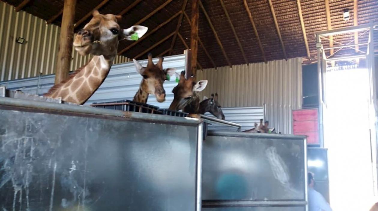  Fotografía cedida hoy por la Policía Federal de Brasil que muestra a un grupo de jirafas encerrado en el Hotel Resort Safari Portobello en Mangaratiba, Río de Janeiro (Brasil). 