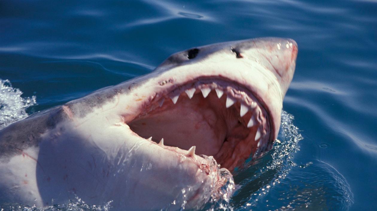 Un tiburón blanco puede medir hasta 5 metros de longitud.