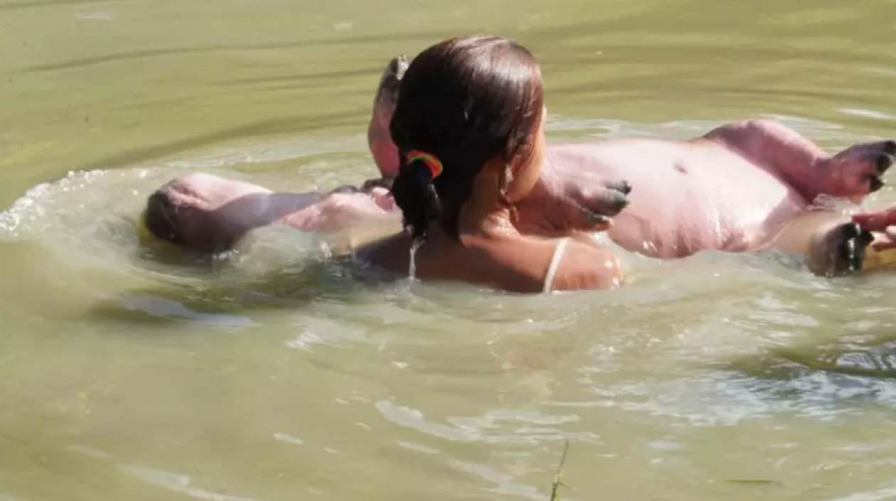 Menor nadando con un hipopótamo.