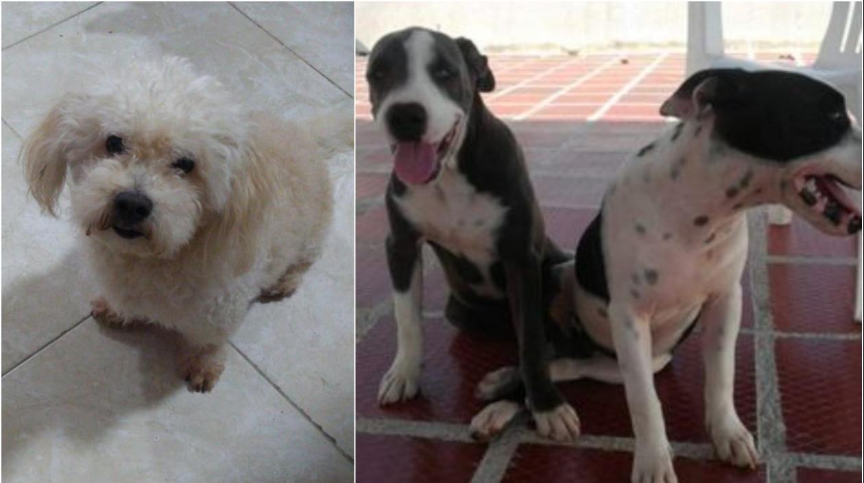 Toreto, a la izquierda se perdió en El Carmen. En la otra foto dos mascotas extraviadas por Siape.
