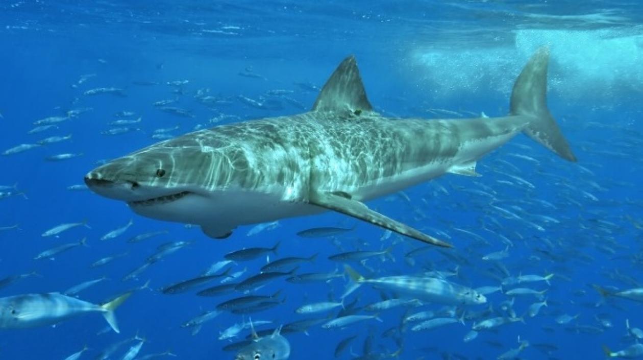 El año pasado se registraron 73 mordeduras de tiburón a humanos no provocadas y 39 provocadas.
