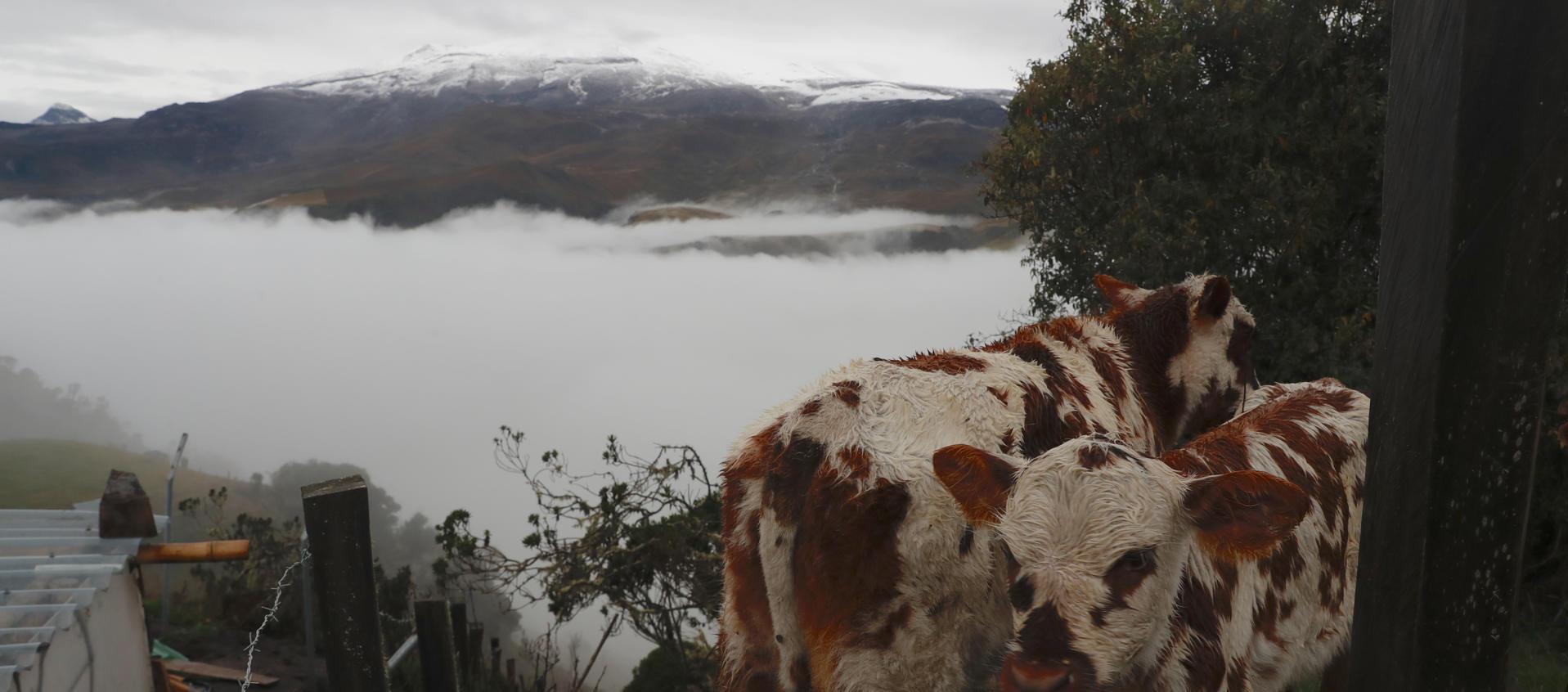 Vacas pastan en un terreno en Murillo, Tolima. Al fondo, el volcán Nevado del Ruiz