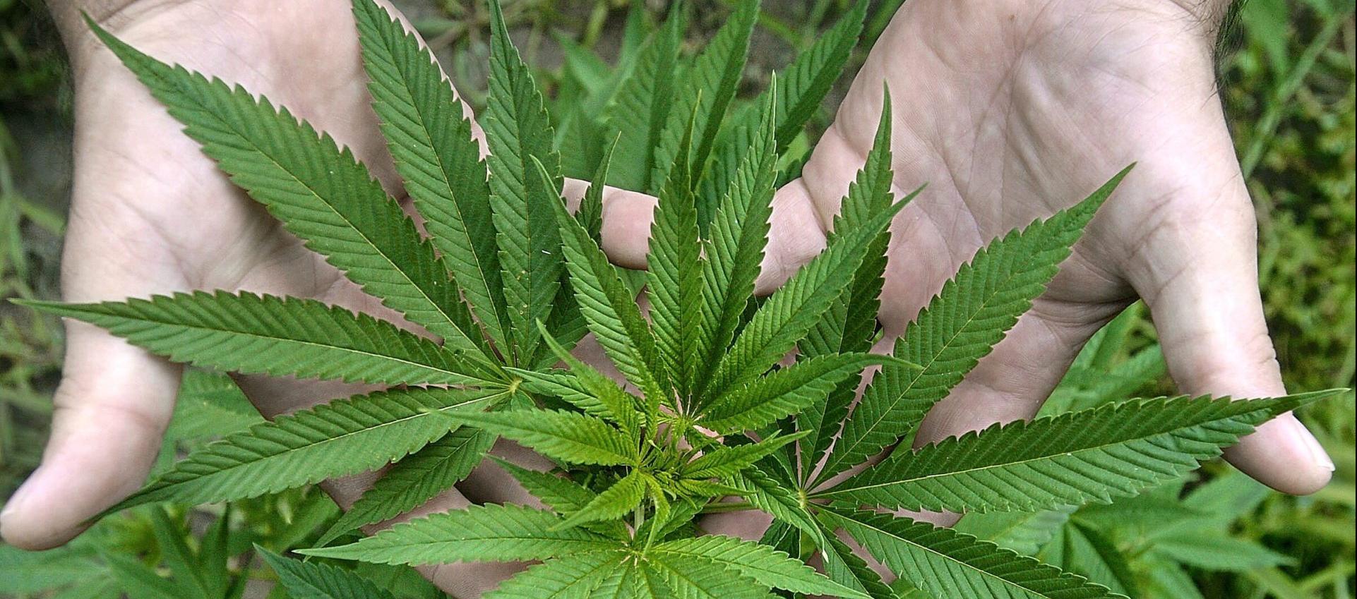 Cultivo de cannabis, imagen de referencia.