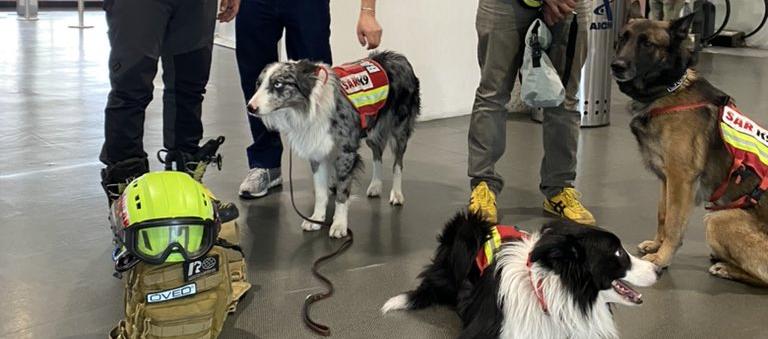 Balam, Orly, Robinson y Rocky, cuatro perros de rescate que reciben entrenamiento.