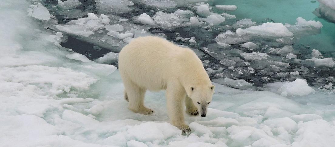 El hielo marino del Ártico ha disminuido rápidamente, sobre todo a partir del año 2000
