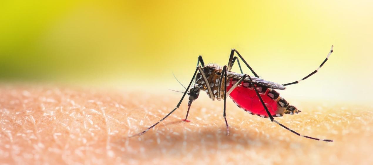 La malaria se transmite por la picadura de mosquito. 