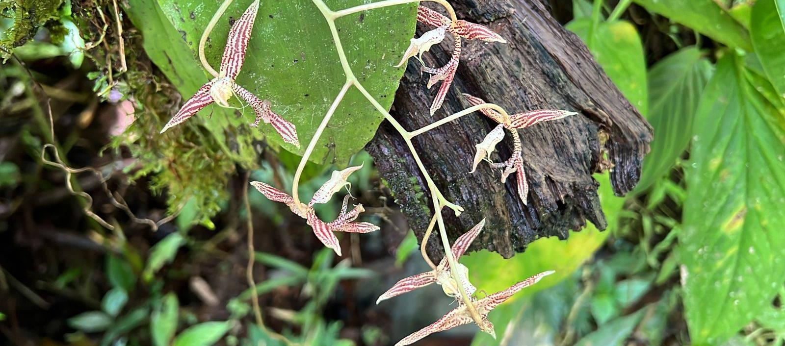 Ophidion Erectilabrum es el nombre científico que recibió la nueva especie