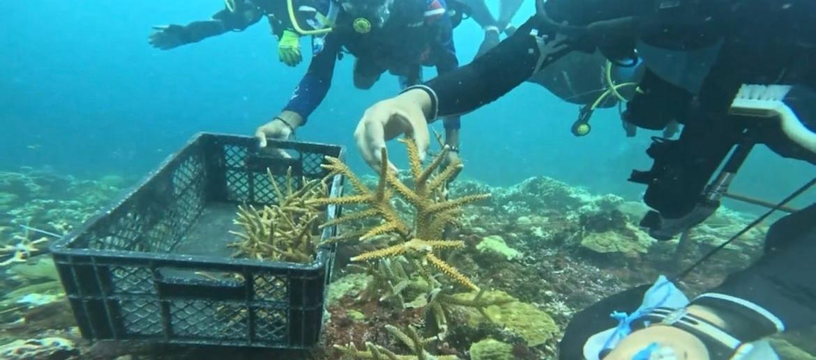 La jornada ambiental de restauración de corales en Islas del Rosario y San Bernardo
