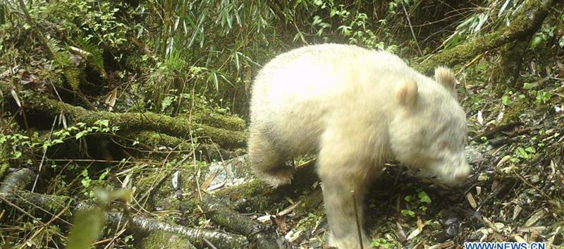 El único oso panda albino del mundo fue descubierto en el 2019