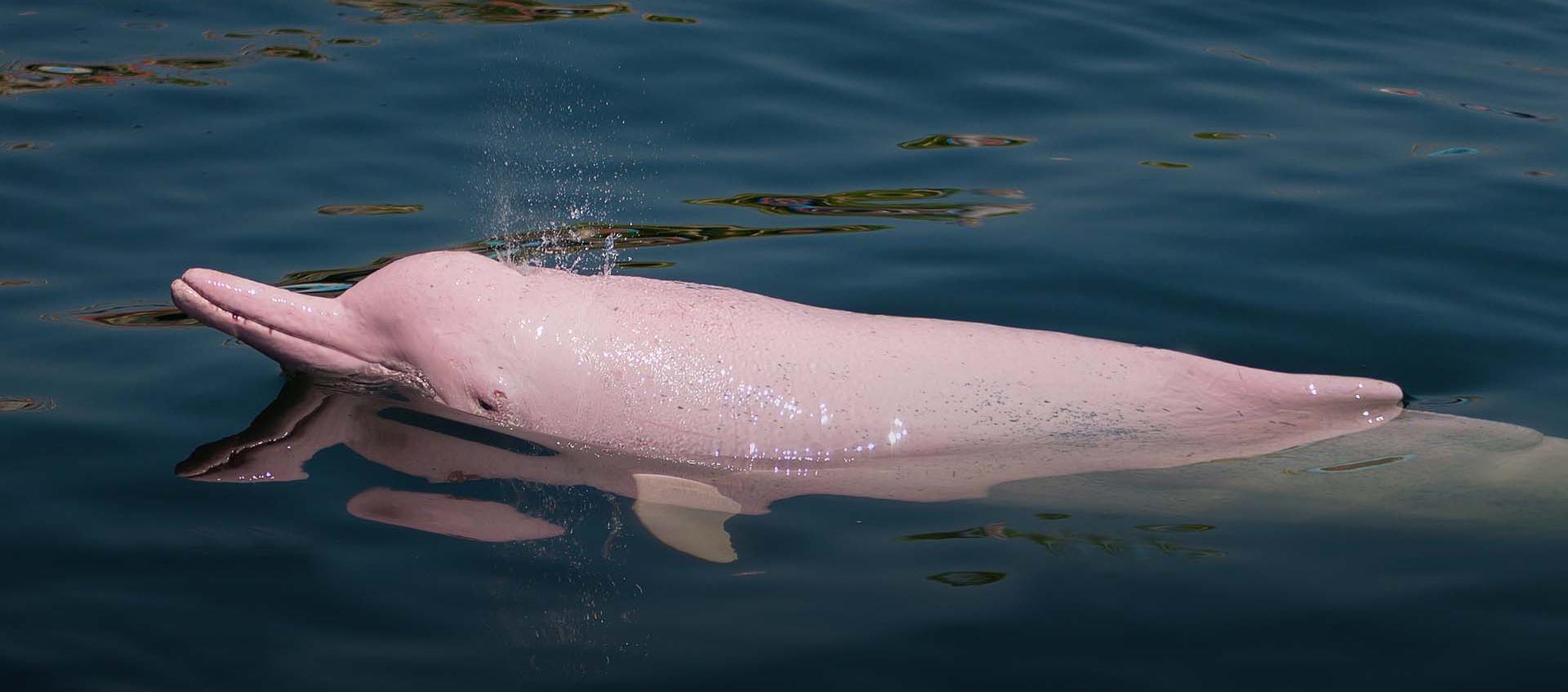 Delfín rosado.