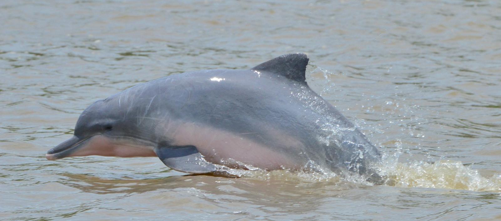 Delfín de rio.