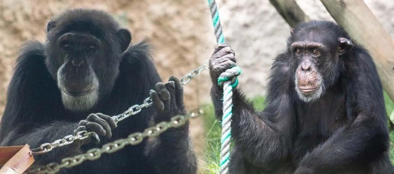 'Pancho' y 'Chita', los chimpancés del Bioparque Ukumarí que escaparon y fueron baleados.