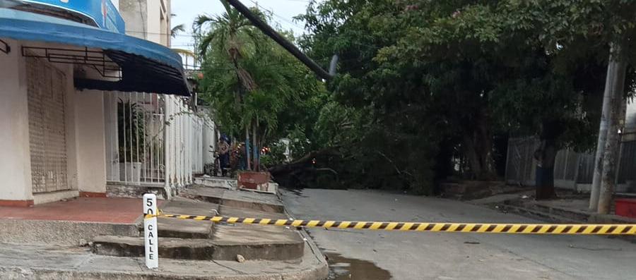 Árbol caído en la carrera 14, a la altura del barrio Cevillar.