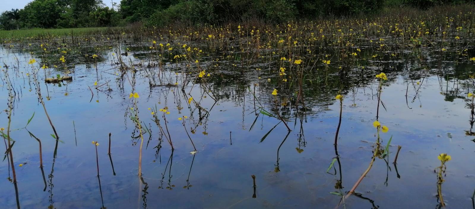 Ejemplares de una Utricularia en el departamento del Santander.