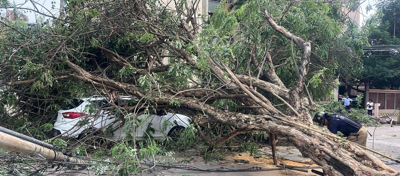 Árbol caído encima de vehículos en la calle 79 con carrera 52. 