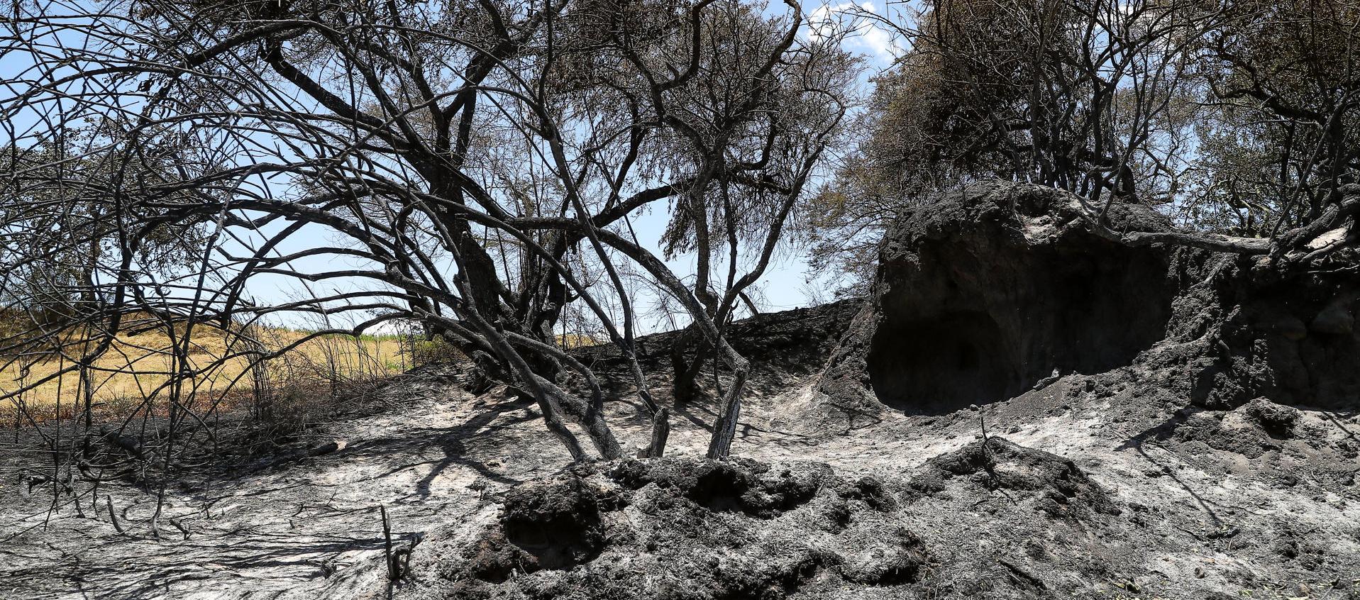 Zona afectada por los incendios.