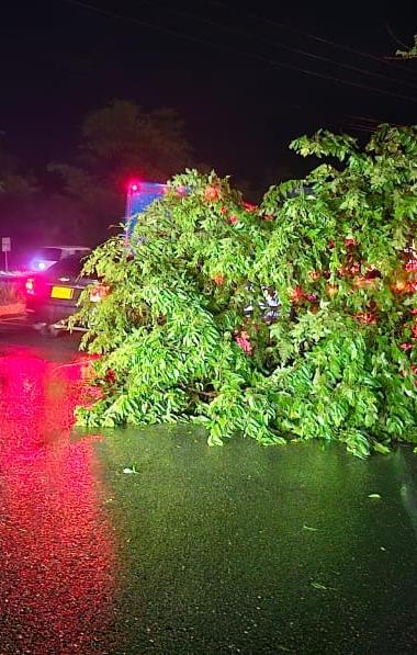 Árbol caído sobre la Cordialidad, cerca a Baranoa, tras los fuertes vientos.