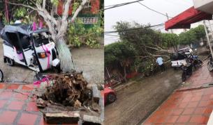 Un árbol cayó encima de un motocarro en el barrio El Concorde. 