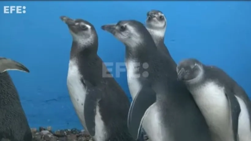 Pingüinos magallánicos.