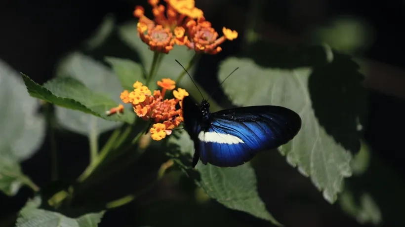 Jardín Botánico de Cali.