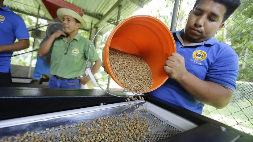 Un agricultor procesa granos de café.