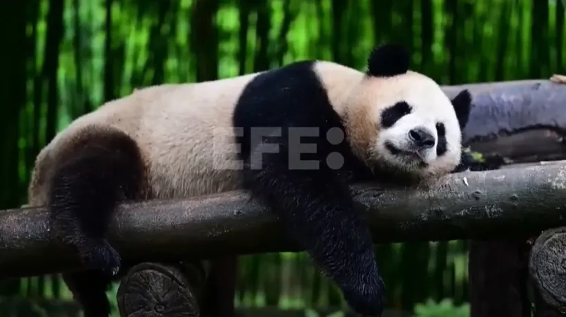 Panda gigante en Hong Kong.