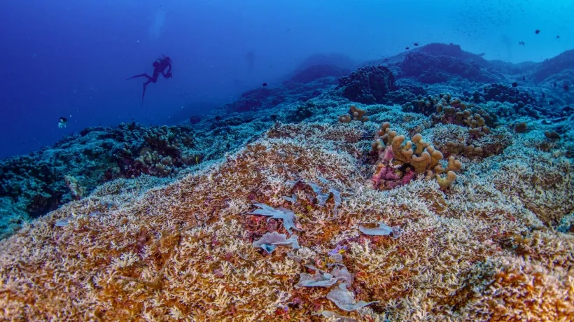 National Geographic Pristine Seas del coral más grande del mundo en las Islas Salomón.