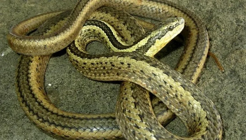 Fotografía cedida por el Instituto Nacional de Biodiversidad (Inabio) de Ecuador de una serpiente "Pseudalsophis thomasi", en Galápagos (Ecuador). 