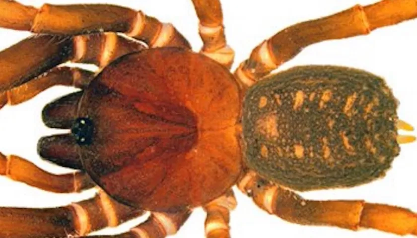 Cuatro de esas especies de arañas no se ajustaban a ningún género existente.