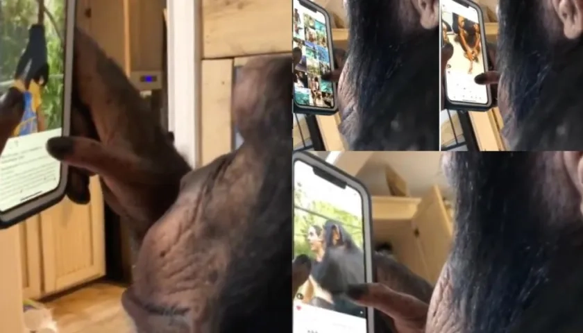 El chimpancé viendo Instagram.