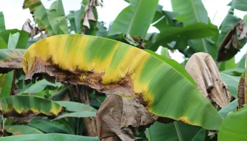 La cepa R4T puede destruir plantaciones de banano.