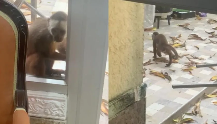 Este es el mico que está haciendo daño en patios y techos del barrio El Prado.
