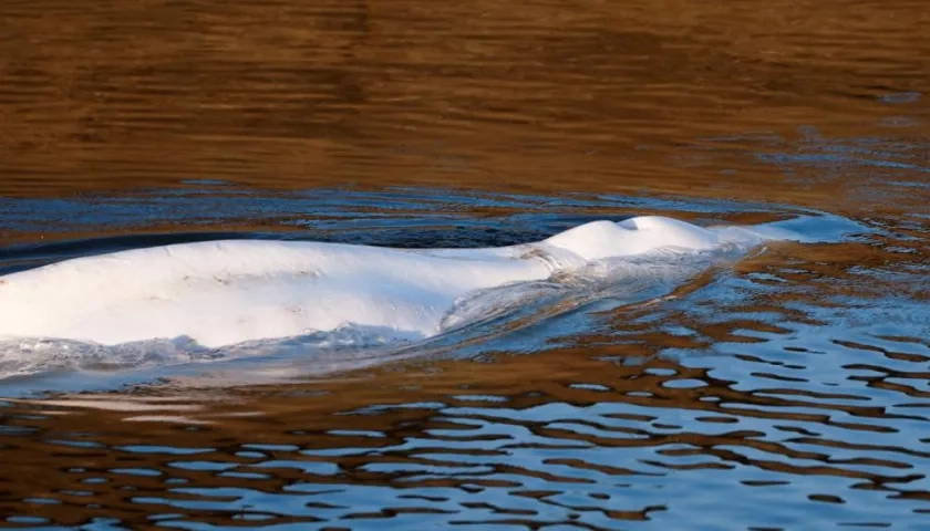 Muere la ballena beluga de 800 kilos rescatada en el Sena.