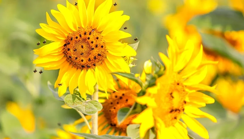 Las abejas 'enreda cabello' en los girasoles.